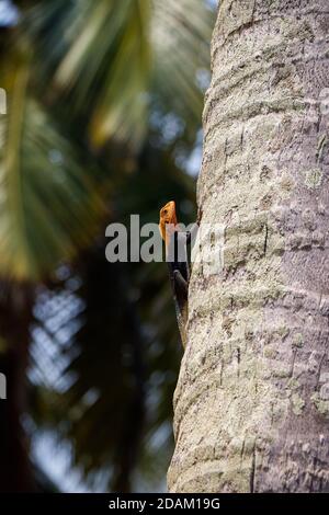 The Tree Lizard, Assinie, Costa d'Avorio Foto Stock