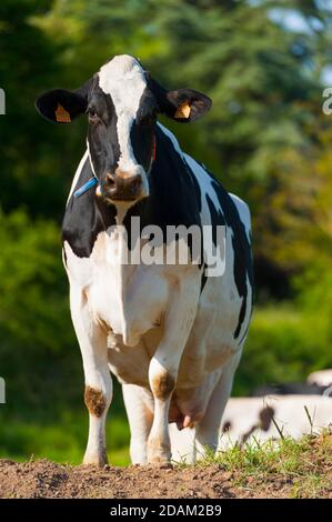 Francia, Indre (36), Saint-Gaultier, Bel-Air fattoria, allevamento di Prim'Holstein vacche da latte Foto Stock