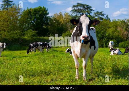 Francia, Indre (36), Saint-Gaultier, Bel-Air fattoria, allevamento di Prim'Holstein vacche da latte Foto Stock