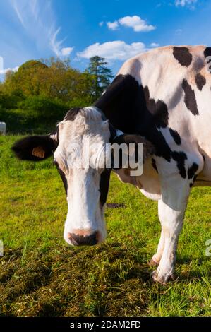 Francia, Indre (36), Saint-Gaultier, Bel-Air fattoria, allevamento di Prim'Holstein vacche da latte Foto Stock