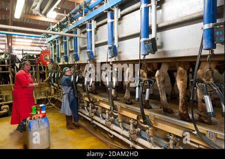 Francia, Indre (36), Saint-Gaultier, Bel-Air fattoria, allevamento di Prim'Holstein vacche da latte, latte mungitura Foto Stock