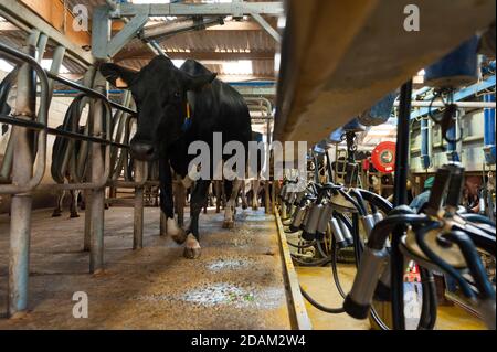 Francia, Indre (36), Saint-Gaultier, Bel-Air fattoria, allevamento di Prim'Holstein vacche da latte, latte mungitura Foto Stock