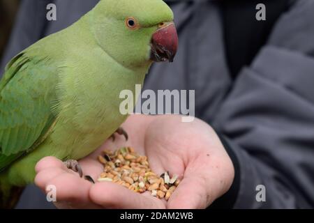 Parakeet rosa mangiare semi da una mano di un uomo Foto Stock