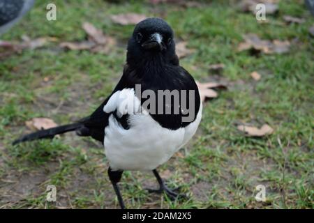 Ritratto di Juvenile Eurasian Magpie a Londra Foto Stock