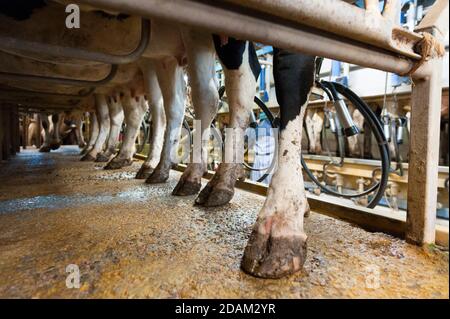 Francia, Indre (36), Saint-Gaultier, Bel-Air fattoria, allevamento di Prim'Holstein vacche da latte, latte mungitura Foto Stock