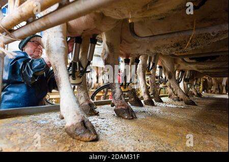 Francia, Indre (36), Saint-Gaultier, Bel-Air fattoria, allevamento di Prim'Holstein vacche da latte, latte mungitura Foto Stock