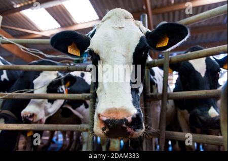 Francia, Indre (36), Saint-Gaultier, Bel-Air fattoria, allevamento di Prim'Holstein vacche da latte Foto Stock