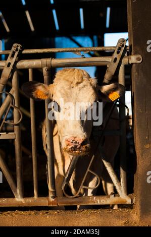 Francia, Indre (36), Saint-Gaultier, Bel-Air fattoria, allevamento di Prim'Holstein vacche da latte Foto Stock