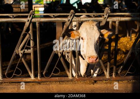 Francia, Indre (36), Saint-Gaultier, Bel-Air fattoria, allevamento di Prim'Holstein vacche da latte Foto Stock