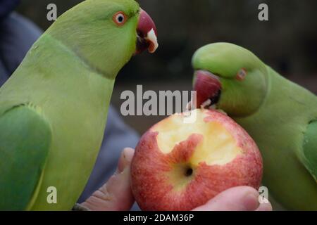 Due feral Rose-ringed Parakeets a Londra mangiare una mela Foto Stock