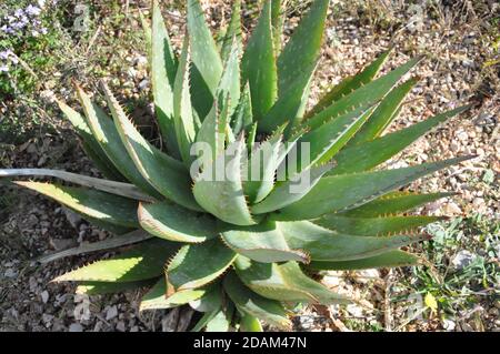 Un primo piano impianto di Aloe vera. Succosa aloe verde vera da vicino in natura. Grande, succulente. Foto Stock