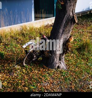 Una vecchia bici arrugginita parcheggiata contro un albero in autunno Foto Stock