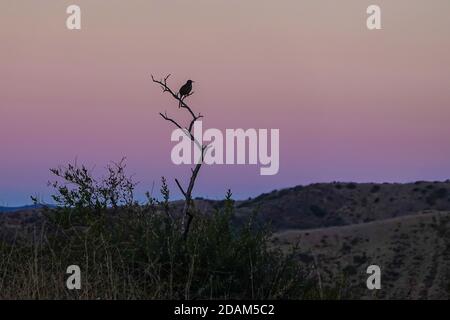 Un California Thrasher (Toxostoma redivivum) canta nella luce del mattino. Riscontrato principalmente in California e Baja California. Foto Stock