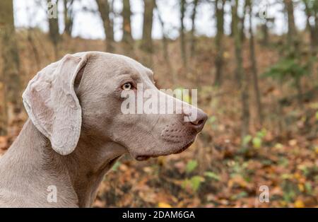Ritratto di un cane Weimaraner con un autunno. Cane da caccia nella nebbia. Amico fedele. Weimaraner. Foto Stock