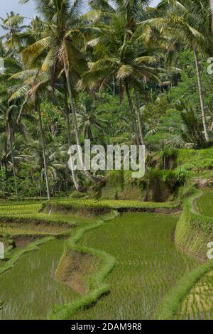 Lussureggianti campi di riso verdi, Tampaksiring, Bali, Indonesia. Foto Stock