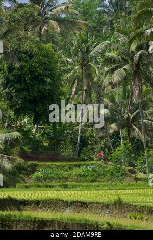 Lussureggianti campi di riso verdi, Tampaksiring, Bali, Indonesia. Foto Stock