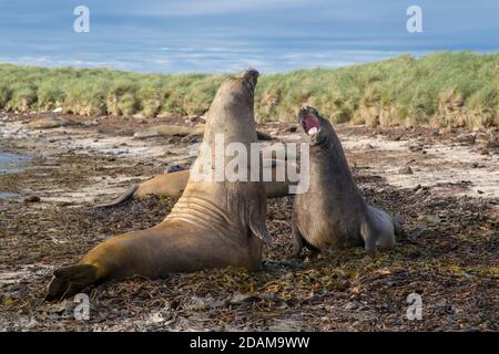 Southern Elephant foche lotta, carcassa isola, Falkland, gennaio 2018 Foto Stock