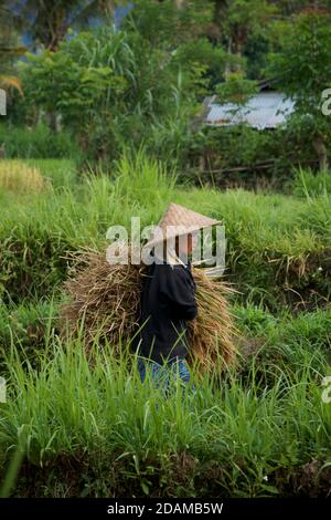 Donna balinese che lavora in un campo di riso, Bali, Indonesia Foto Stock