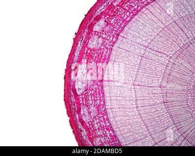 Stelo della pianta, micrografia leggera. Foto Stock