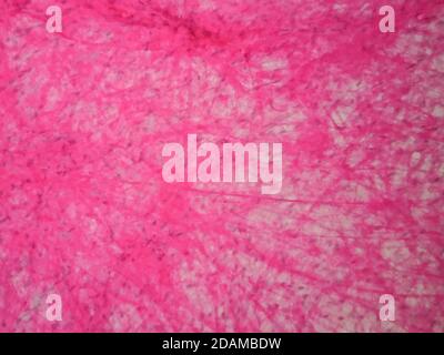Tessuto areolare umano, micrografia leggera. Foto Stock