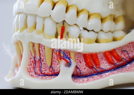 Modello anatomico mandibola umana. Foto Stock