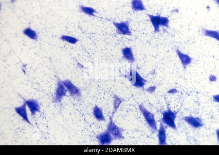 Cellule nervose, micrografia leggera. Foto Stock