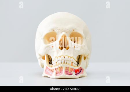 Modello anatomico cranio umano. Foto Stock