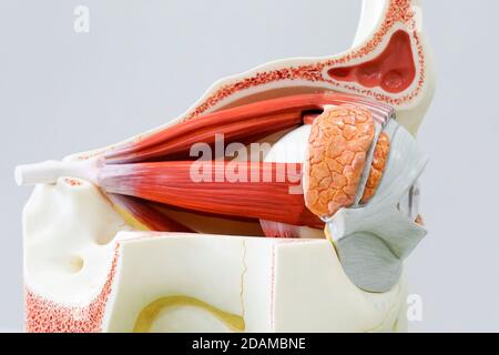 Modello anatomico dell'occhio umano. Foto Stock