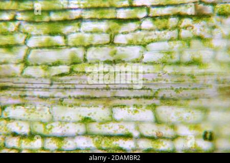 Il tessuto vegetale, micrografia di luce. Foto Stock