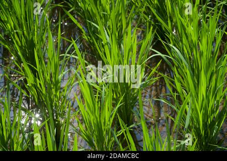 Agricoltura del riso. Riso giovane in un campo di risaie. Lombok, Indonesia Foto Stock