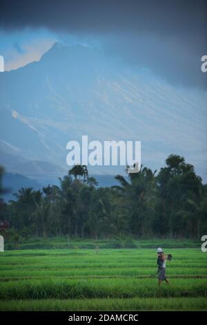 Monte Rinjani visto oltre campi di riso e palme, Tetebatu, Lombok, Indonesia. Agricoltura del riso. Foto Stock