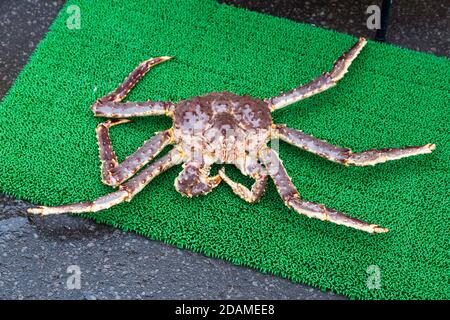 Granchi giapponesi dal vivo al mercato al dettaglio di Hokkaido, Giappone Foto Stock