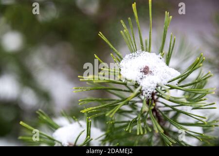 Closeup di fiocco di neve su foglia di abete rosso pino Foto Stock