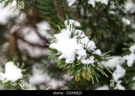 Closeup di fiocco di neve su foglia di abete rosso pino Foto Stock