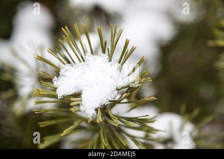 Closeup di fiocco di neve su foglia di abete rosso pino Foto Stock