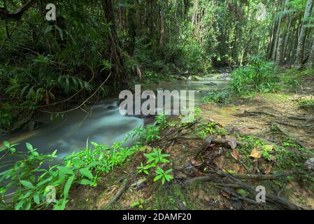 Parco forestale di Buderim a Queensland, Australia Foto Stock