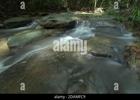 Parco forestale di Buderim a Queensland, Australia Foto Stock