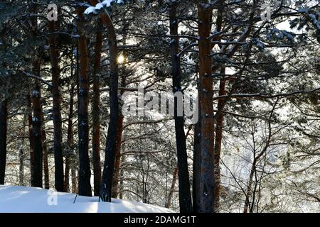 Una fila di pini. Il sole si rompe attraverso i rami coperti di neve. Foto Stock