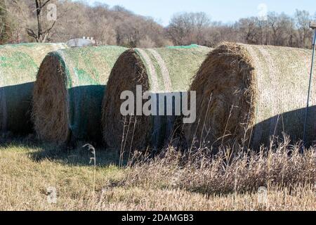 Primo piano vista panoramica di balle rotonde di fieno grandi in un campo di coltura rurale con alberi di bosco sullo sfondo Foto Stock
