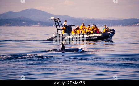 Orcas - le 'balene Killer' sono ombreggiate da barche di avvistamento delle balene al largo della costa di Vancouver, British Columbia Foto Stock