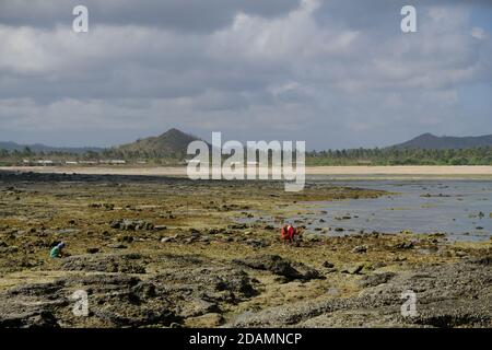 Indonesia Lombok - cercatori di conchiglie a Batu Payung e Pantai Pedauf Foto Stock