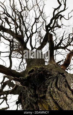 Vista ravvicinata ad angolo basso di un tronco d'albero. Foto Stock