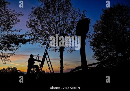 Petersdorf, Germania. 13 Nov 2020. Un uomo vuole tagliare rami da un albero di lime al tramonto. A intervalli regolari, circa ogni 2 o 3 anni, i germogli degli alberi del piccolo viale che si infila un sentiero per il cimitero sono tagliati. In questo modo si conserva l'inconfondibile aspetto degli alberi, che hanno più di 60 anni. Credit: Patrick Pleul/dpa-Zentralbild/ZB/dpa/Alamy Live News Foto Stock