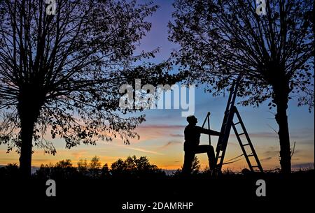 Petersdorf, Germania. 13 Nov 2020. Un uomo vuole tagliare rami da un albero di lime al tramonto. A intervalli regolari, circa ogni 2 o 3 anni, i germogli degli alberi del piccolo viale che si infila un sentiero per il cimitero sono tagliati. In questo modo si conserva l'inconfondibile aspetto degli alberi, che hanno più di 60 anni. Credit: Patrick Pleul/dpa-Zentralbild/ZB/dpa/Alamy Live News Foto Stock