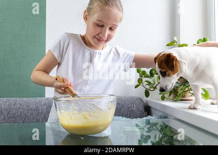 Una ragazza in una T-shirt bianca tratta il cane di Jack Russell con l'impasto di whisky di una frusta. Cane affamato. Per un amico, non importa. Cucinare a casa. Foto Stock