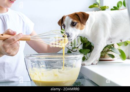 Una ragazza in una T-shirt bianca tratta il cane di Jack Russell con l'impasto di whisky di una frusta. Cane affamato. Per un amico, non importa. Cucinare a casa. Foto Stock