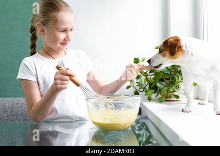 Una ragazza in una T-shirt bianca tratta il cane di Jack Russell con l'impasto di whisky di una frusta. Cane affamato. Per un amico, non importa. Cucinare a casa. Foto Stock