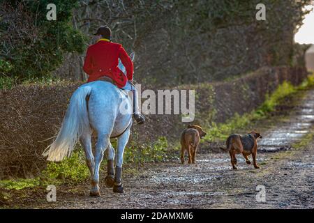 Cranwell Bloodhounds, Lincolnshire. Il Whipper con un paio di hounds vestito in completo outfit di caccia con giacca rossa Foto Stock