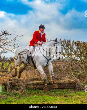 Cranwell Bloodhounds, Lincolnshire. Il Whipper in inseguimento dei hounds che saltano sopra una siepe vestito in completo outfit di caccia con una giacca rossa Foto Stock