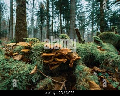 Closeup di un fungo velenoso Agarico mosca su un pavimento di foresta coperto in autunno e foglie. Foto Stock